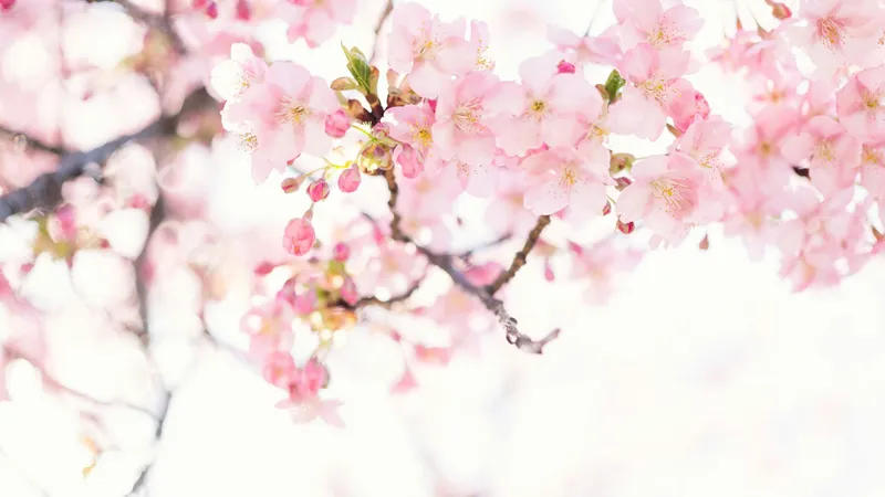 masaaki-komori-_SbeCWYjwCQ-unsplash